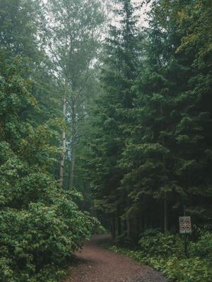 Фото дождя в лесу