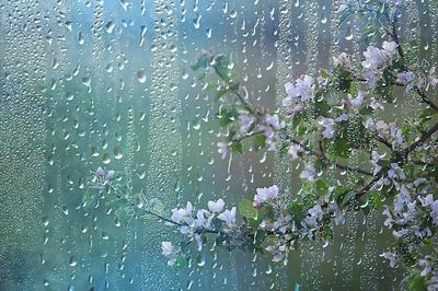 Фото весеннего дождя