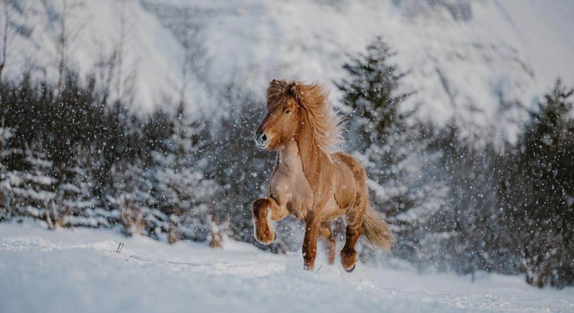 Картинки лошади зимой