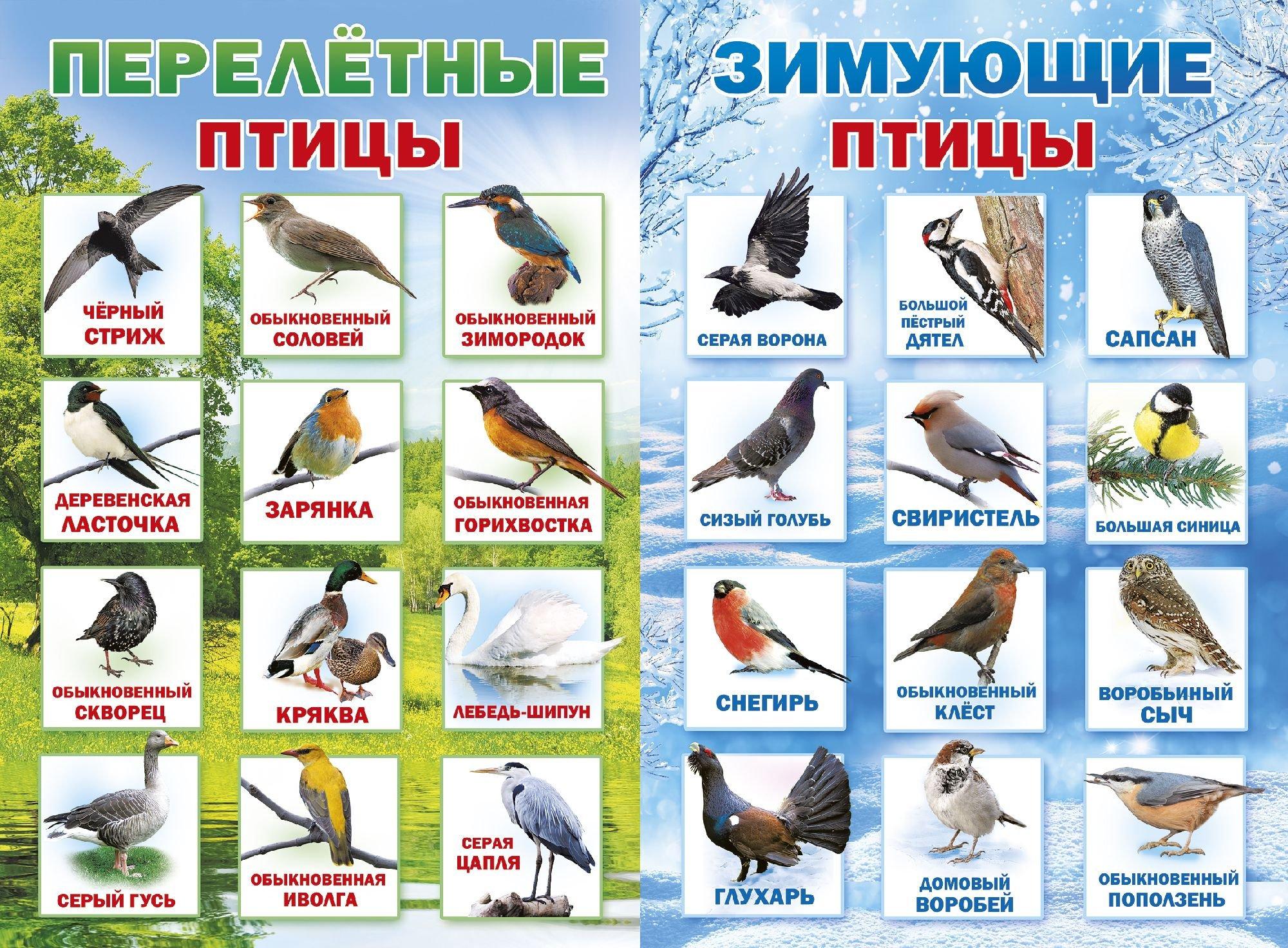 Картинки перелетных и зимующих птиц