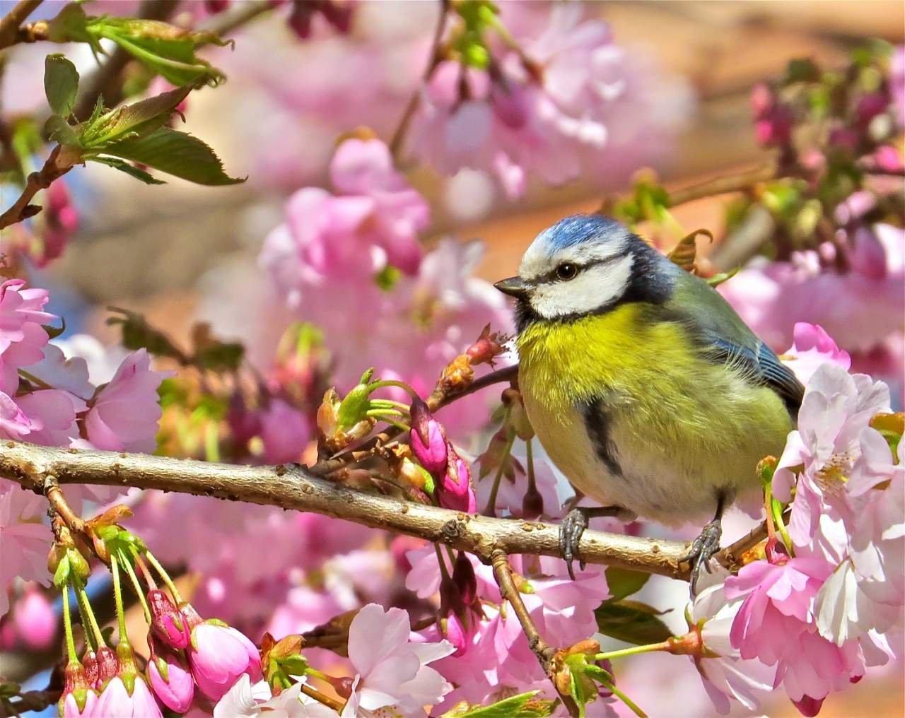 Картинки весна птицы