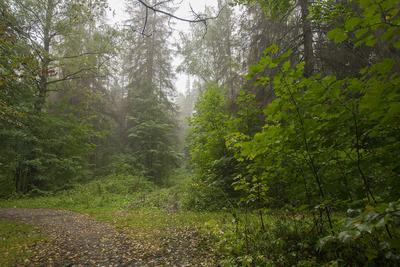 Лес после дождя фото