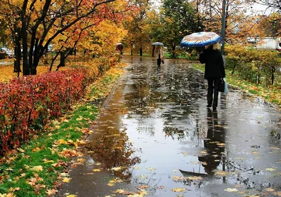 Красивые картинки осень дождь